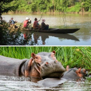 Hippos